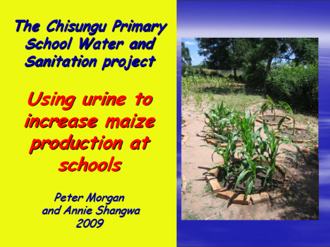 Using urine to increase maize production in schools